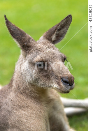 Kangaroo portrait Kangaroo portrait 48819083