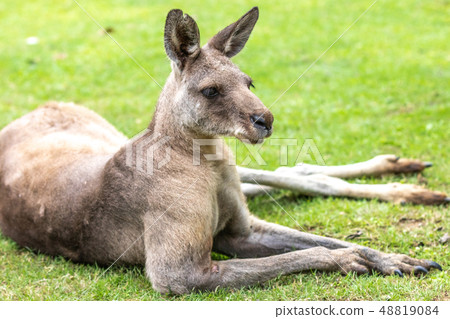 Kangaroo portrait 48819084