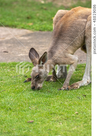 Kangaroo portrait Kangaroo portrait 48819086