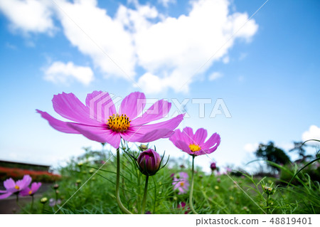 Cosmos field Cosmos field 48819401