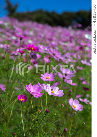 Cosmos field autumn image 48819410