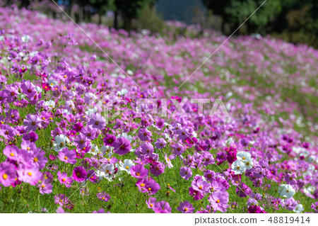 波斯菊領域秋天圖像 波斯菊領域秋天圖像 48819414