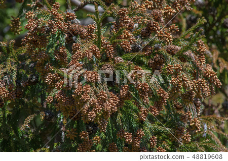 雪松男 雪松男 48819608