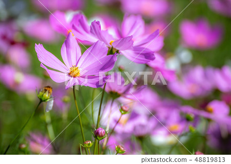 宇宙領域 宇宙領域 48819813