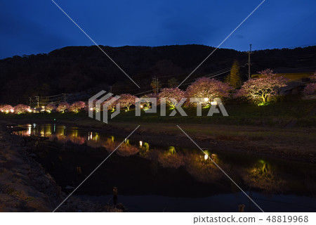 Kawazu cherry tree Kawazu cherry tree 48819968