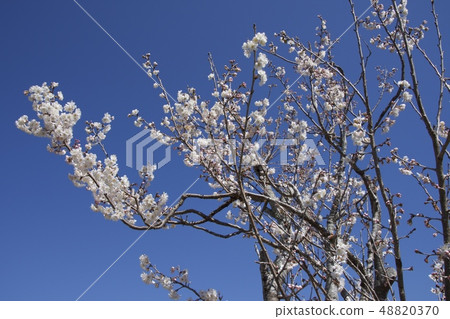 Cherry tree 48820370