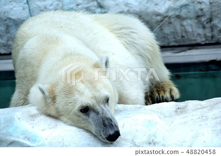 A polar bear resting in a prone position 48820458