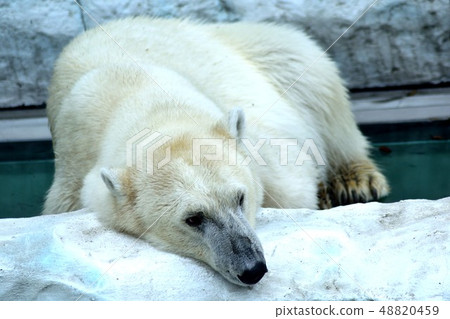 A polar bear resting in a prone position A polar bear resting in a prone position 48820459
