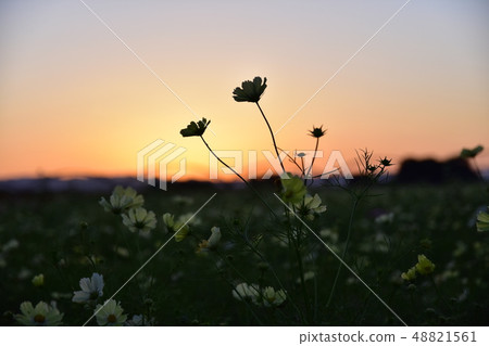Cosmos and sunsets Cosmos and sunsets 48821561