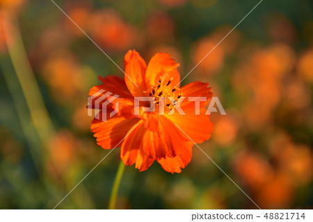 Cosmos Cosmos 48821714