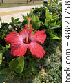 Hibiscus 48821758