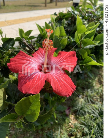 槿 48821758