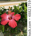 Hibiscus 48821759