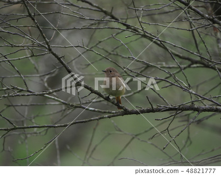 Northern Redstart female 48821777