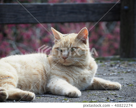 茶老虎/流浪貓 茶老虎/流浪貓 48822274
