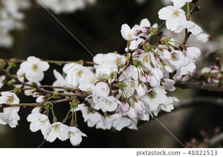 櫻花 櫻花 48822513