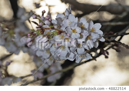 櫻花 48822514