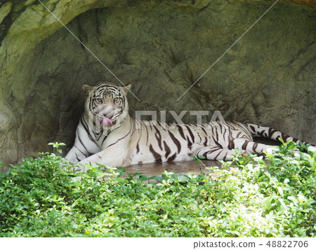 White Bengal Tiger resting in a zoo. 48822706
