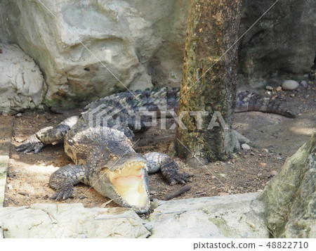 Close up Siamese Crocodile with open mouth. 48822710