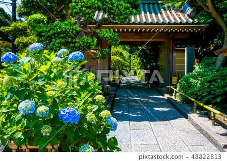 盛開的春天盛開的鎌倉Hokoku-ji寺 盛開的春天盛開的鎌倉Hokoku-ji寺 48822813