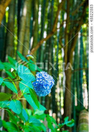 鎌倉Hokoku-ji寺繡球花盛開在竹園裡 48822883