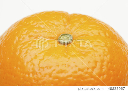 臍橙 48822967