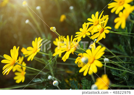 Beautiful Field Daisy flower or singapore daisy Beautiful Field Daisy flower or singapore daisy 48822976