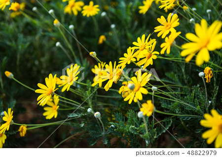 Beautiful Field Daisy flower or singapore daisy Beautiful Field Daisy flower or singapore daisy 48822979