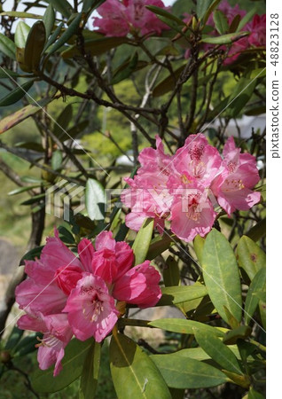 Rhododendron 48823128