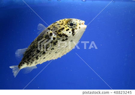 豪豬魚 豪豬魚 48823245