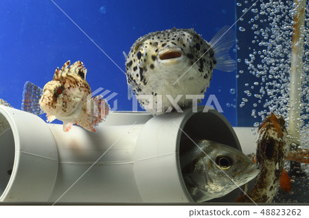 Halisenbon Haokoze Kotohiki Halisenbon Haokoze Kotohiki 48823262