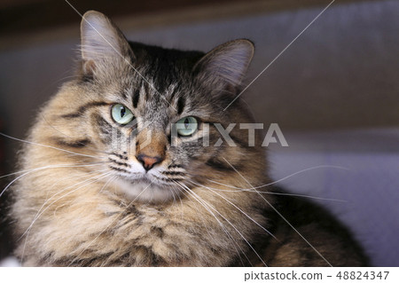 Cat's face up Cat's face up 48824347