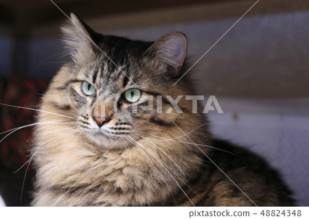 Cat's face up Cat's face up 48824348
