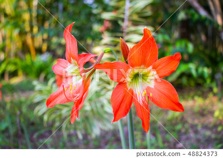 Hippeastrum or Amaryllis flower blooming in Garden 48824373