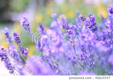 Lavender and bees 48824547