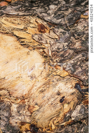 Tree bark detail and texture Tree bark detail and texture 48824854