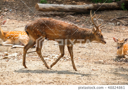 Male chital or cheetal deer (Axis axis),in a zoo 48824861