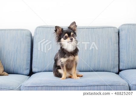 Chiwawa長外套 48825207