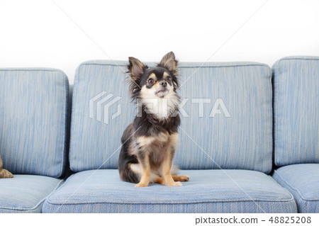 Chiwawa長外套 Chiwawa長外套 48825208