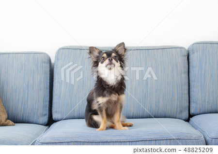 Chiwawa長外套 48825209