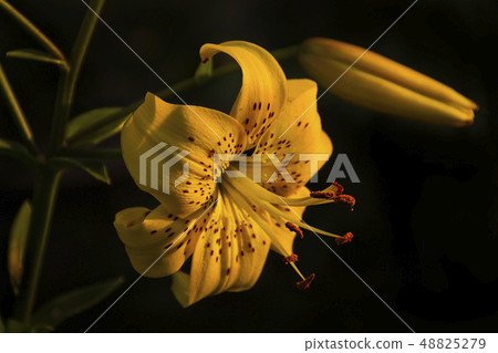 Beautiful orange flowers create a great sunny mood 48825279