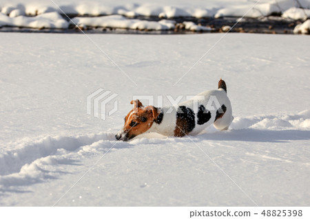 Small Jack Russell terrier dog wading in deep snow, ice crystals o her nose 48825398