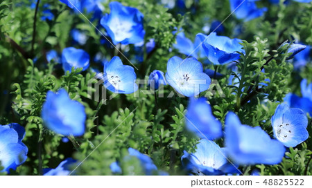 Nemophila 48825522