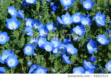 喜林草 喜林草 48825523