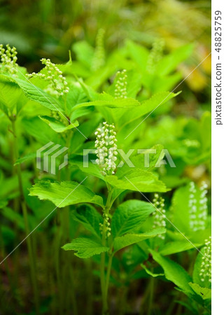 花shisha花 花shisha花 48825759