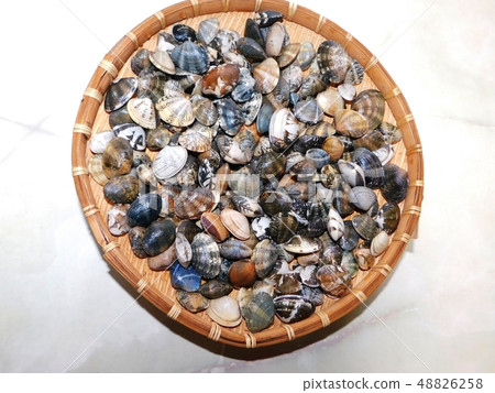 蛤蜊新鮮採摘海狩獵 蛤蜊新鮮採摘海狩獵 48826258