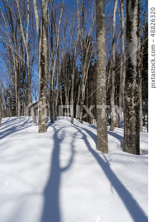 Winter forest on a sunny day Winter forest on a sunny day 48826320