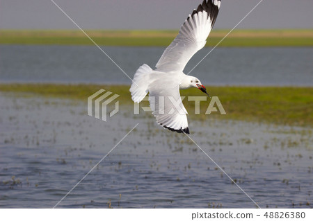 Brown headed gull, Bhigwan, Pune, Maharashtra Brown headed gull, Bhigwan, Pune, Maharashtra 48826380