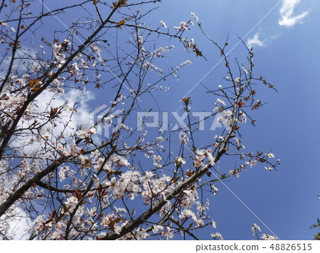 櫻花 48826515