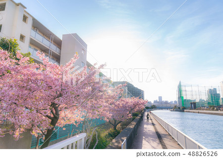 東京的春天木場,沿著Kashihama運河的一排櫻花樹 東京的春天木場,沿著Kashihama運河的一排櫻花樹 48826526